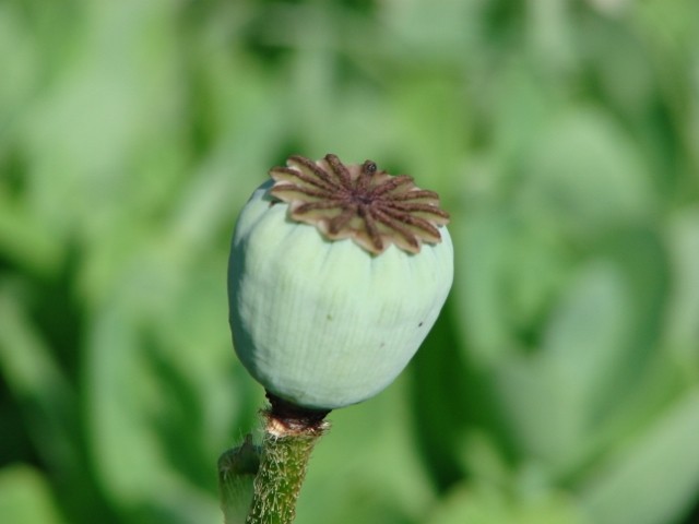 tobolac maka
